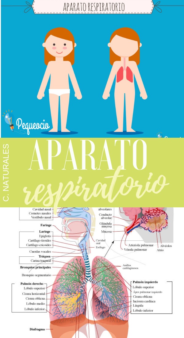 Qué Es El Sistema Respiratorio