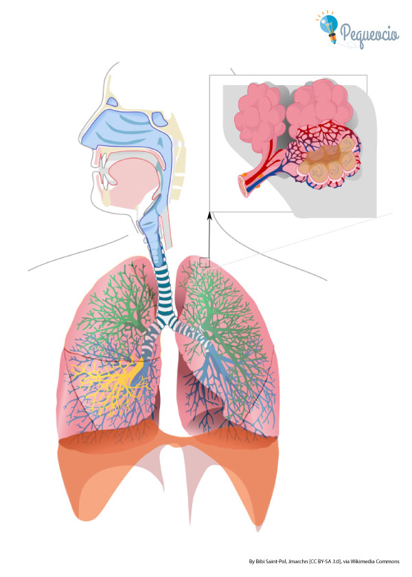 Aparato Respiratorio Dibujo