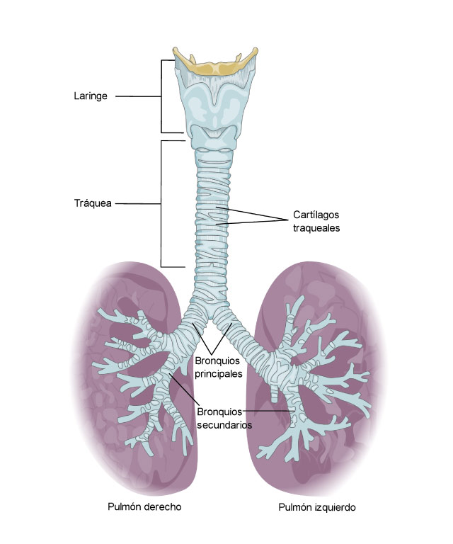 Pulmones Aparato Respiratorio