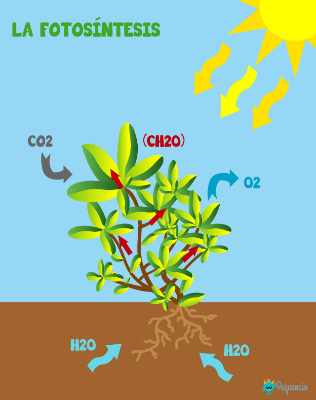 Qué Es La Fotosíntesis