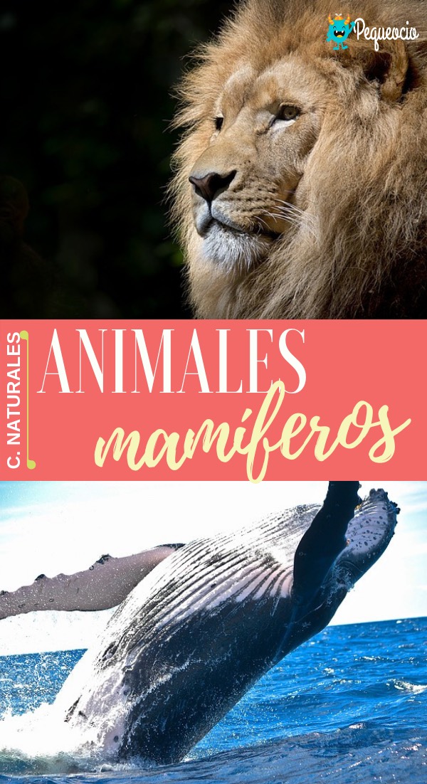 Animales Mamíferos