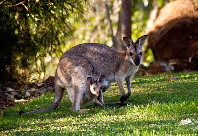 Mamíferos Marsupiales