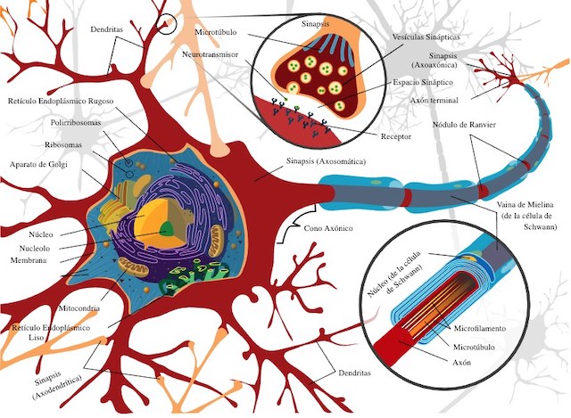 El sistema nervioso