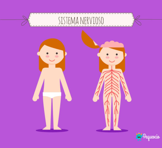 Partes del sistema nervioso