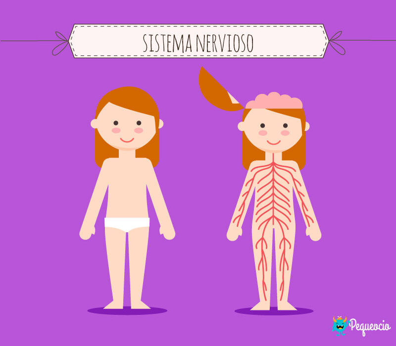 Partes del sistema nervioso