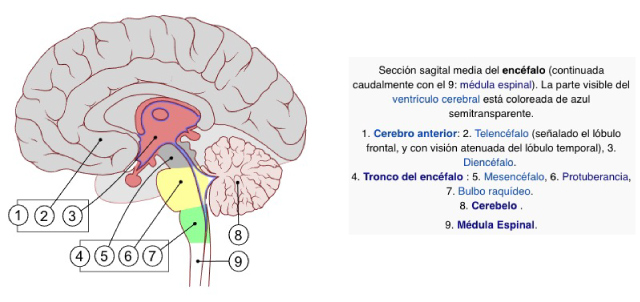 Sistema Nervioso Central