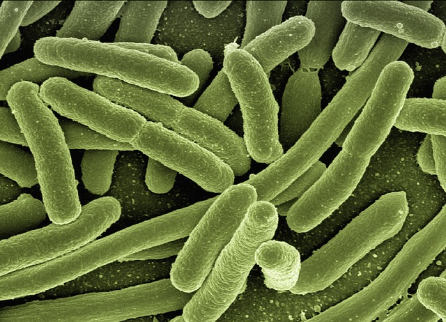 Qué Son Las Bacterias