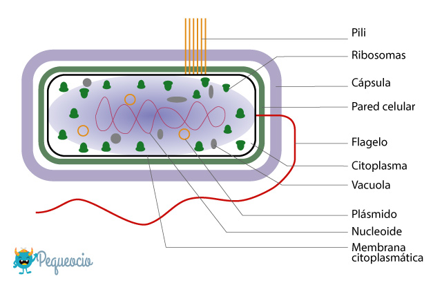 Qué Son Las Bacterias