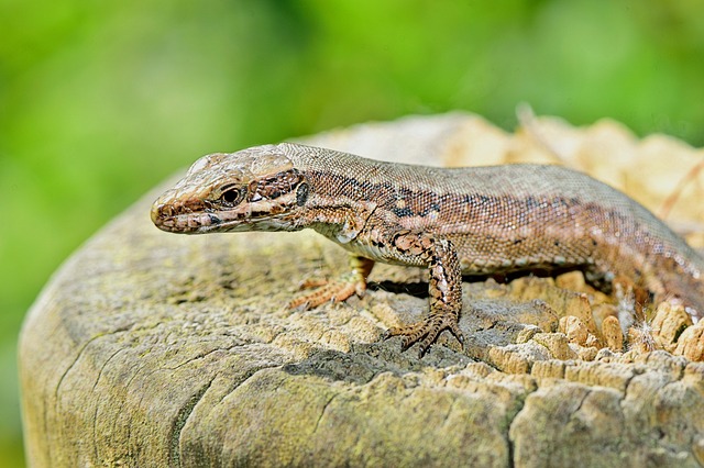 Cómo Son Los Reptiles