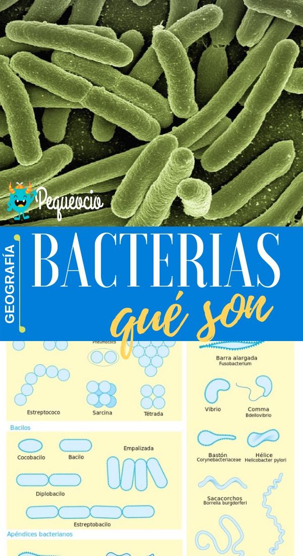 Bacteria