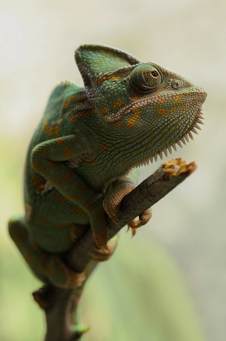 Reptiles qu Animales Son Y C mo Se Clasifican Pequeocio