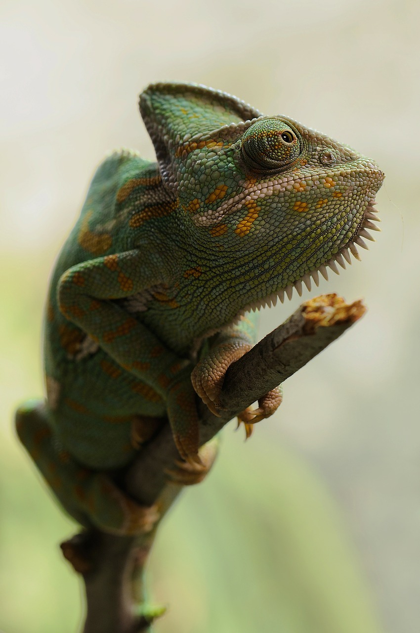 Reptiles Explicación Para Primaria