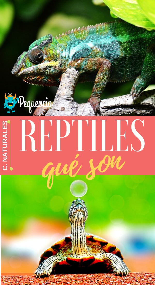 Reptiles Clases