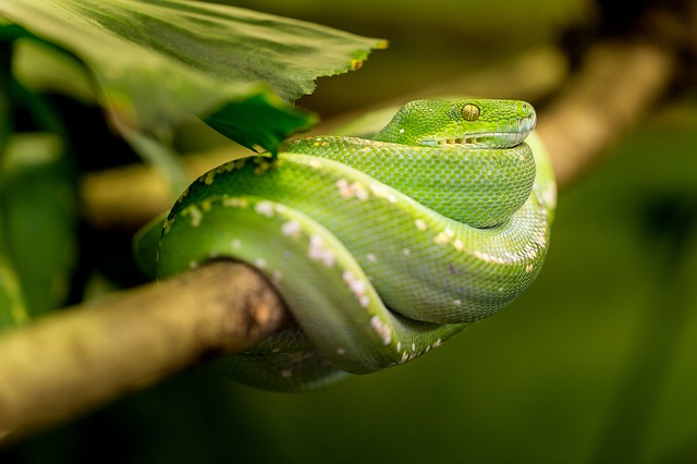 Reptiles Características