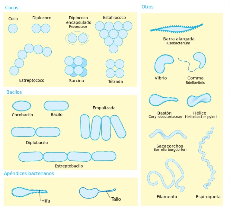 Tipos De Bacteria