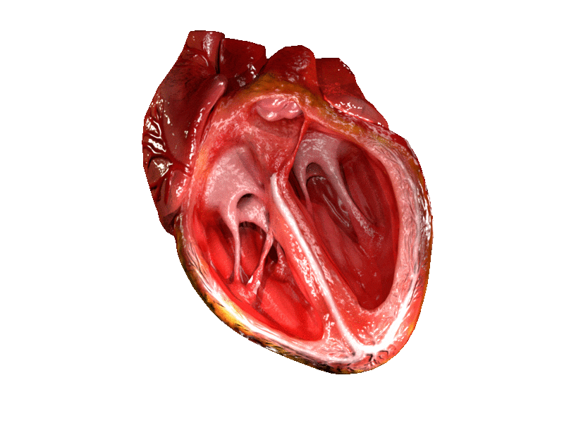 Músculos Cardíacos