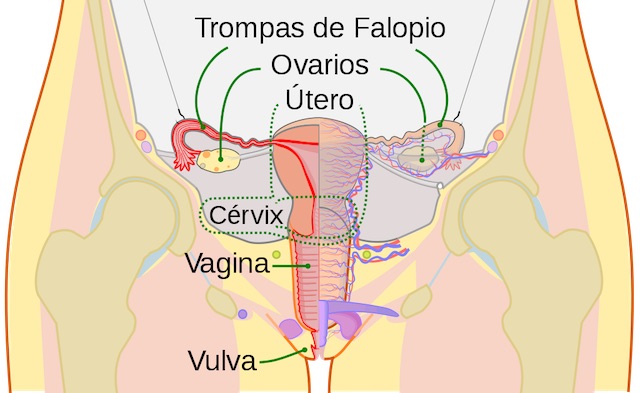 Aparato Genital Femenino