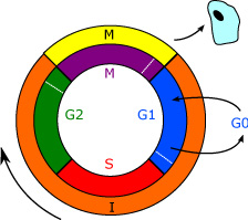 Ciclo De Vida De La Célula