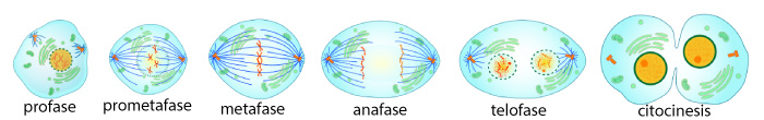 Fases De La Mitosis