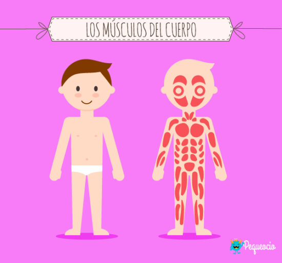 Músculos del cuerpo humano