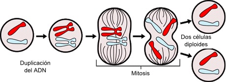 Mitosis Celular