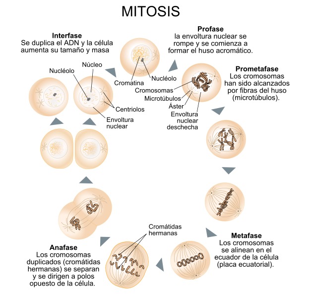 Qué Es La Mitosis