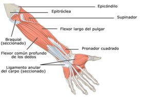 Músculos del cuerpo humano, ¿cómo funcionan? - Pequeocio
