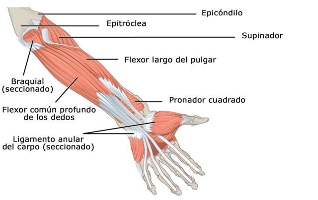 Músculos