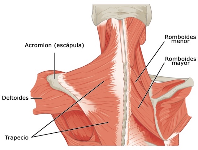 Músculos Del Cuerpo Humano