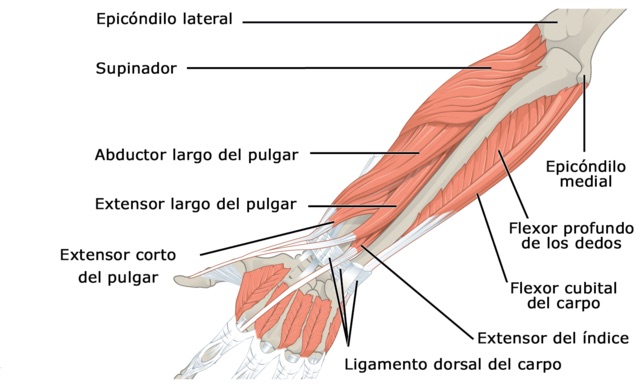 Sistema Muscular