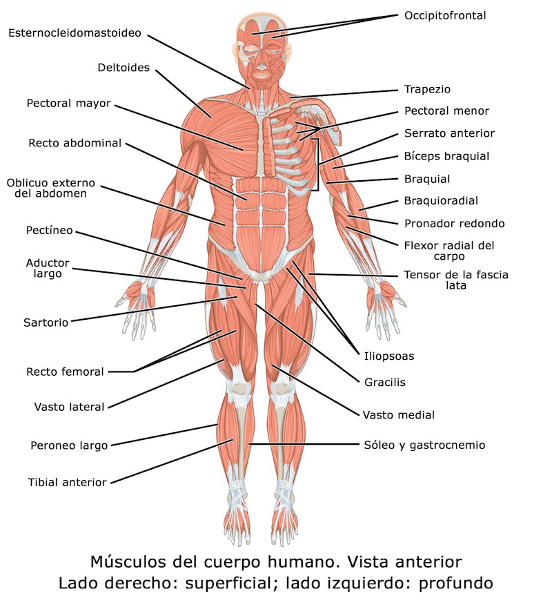 Cuántos Músculos Tiene El Cuerpo