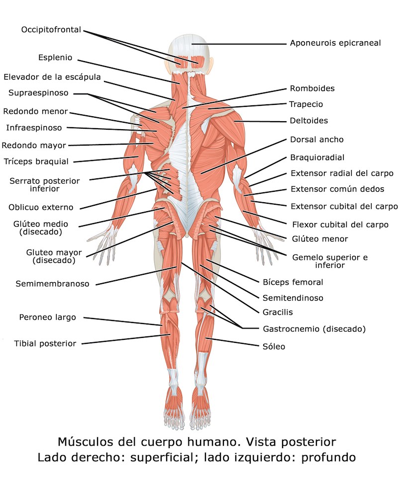 Músculos Del Cuerpo