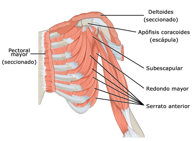 Sistema Muscular