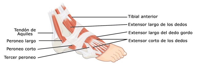 Cuerpo Humano Músculos