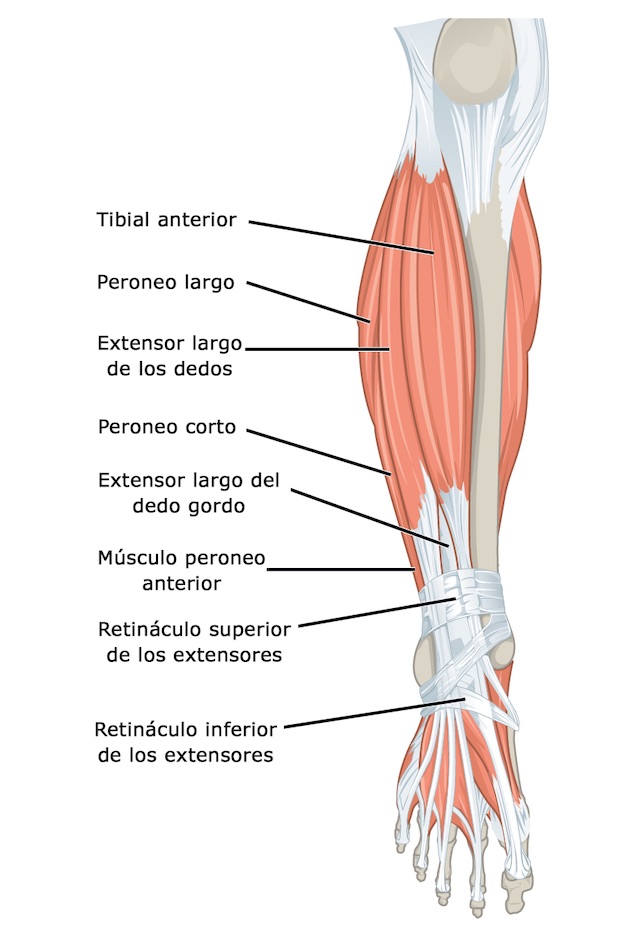 Músculos Cuerpo