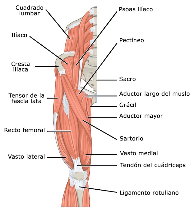 Músculos Humanos