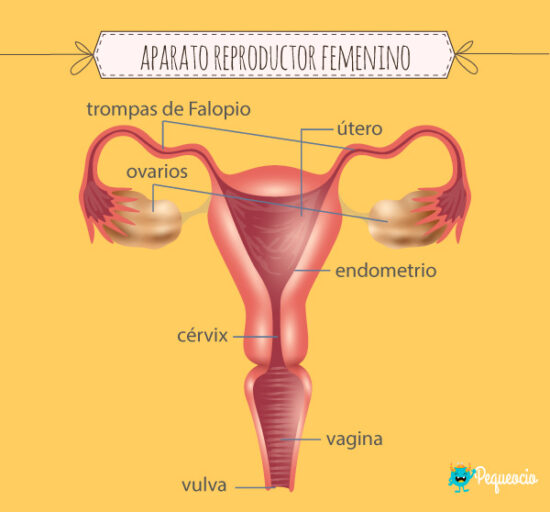 Aparato reproductor