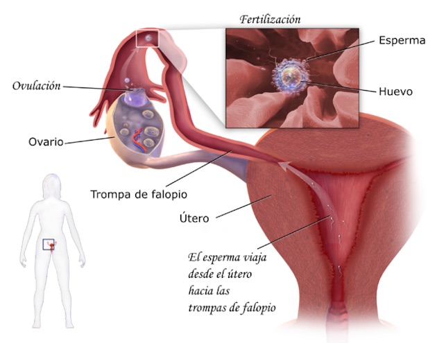 Partes Del Sistema Reproductor Femenino