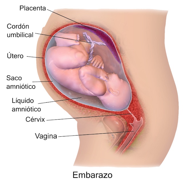 Aparato Reproductor Masculino: Partes Y Funciones - Pequeocio Sistema Reproductor Femenino