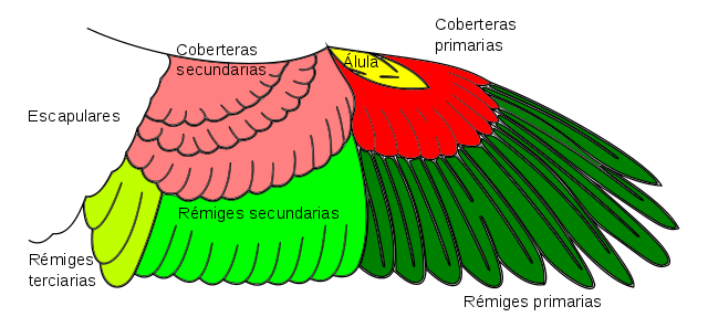 Plumas De Las Aves