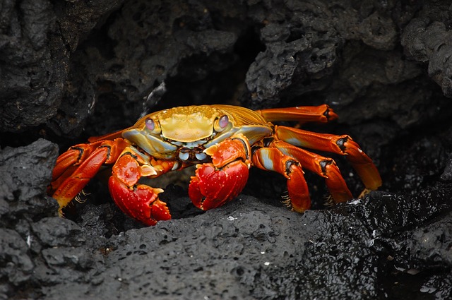 Grupos De Invertebrados