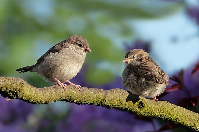 Tipos De Pájaros