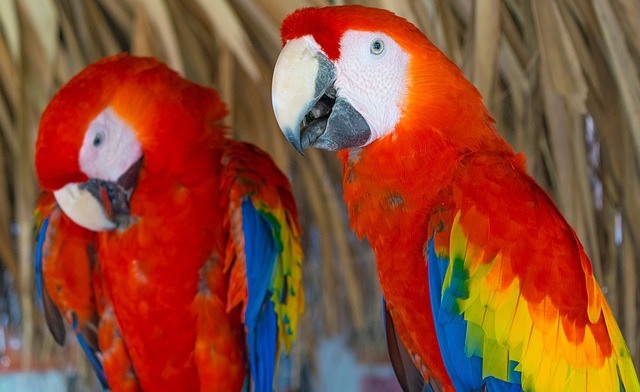 Aves Tropicales