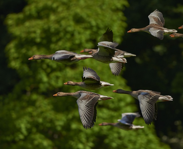 Tipos De Aves