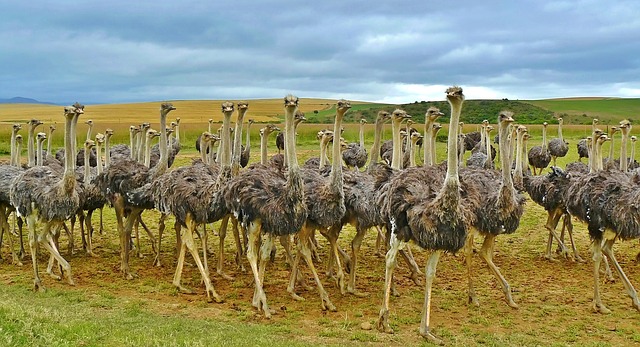 Aves Características