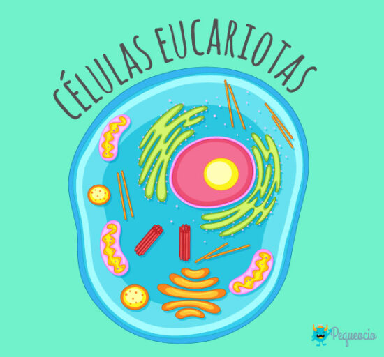 Diferencia entre células eucariotas y procariotas