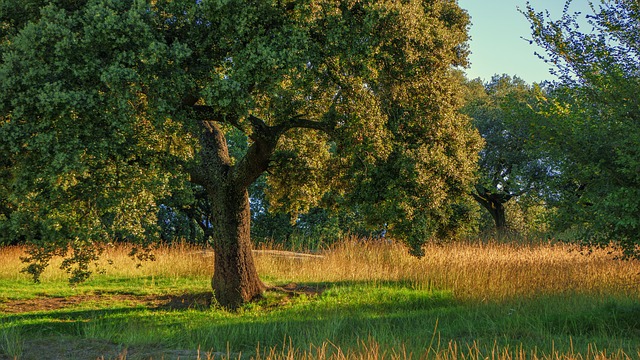 Bosque Mediterráneo