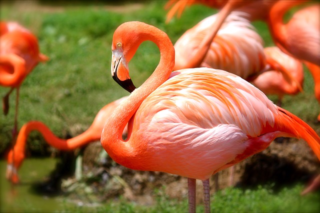 Aves O Pájaros