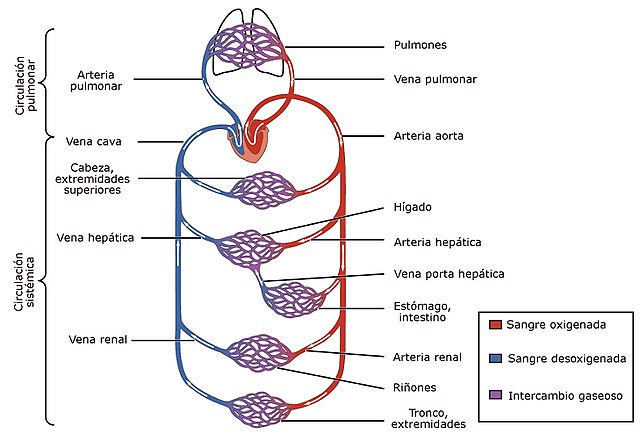 Sistema Circulatorio