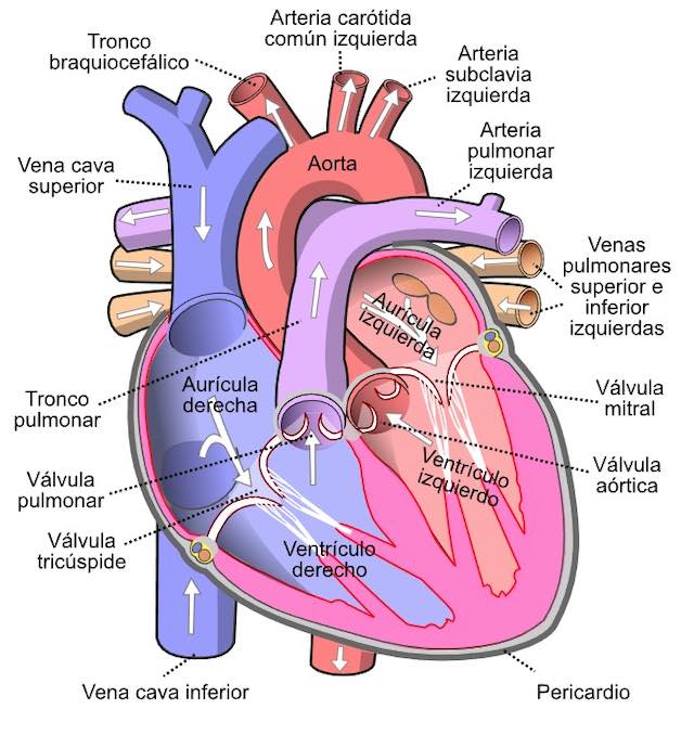 Corazón Humano